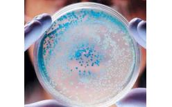 SAG中檢聯(lián)深圳食品微生檢測(cè)權(quán)威機(jī)構(gòu)