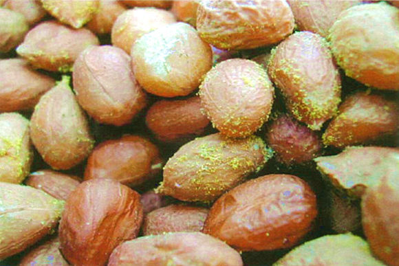 糧食制品食用油黃霉毒素檢測服務食物中的微生物真菌檢測