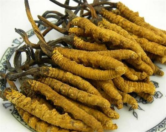 冬蟲夏草檢測(cè)