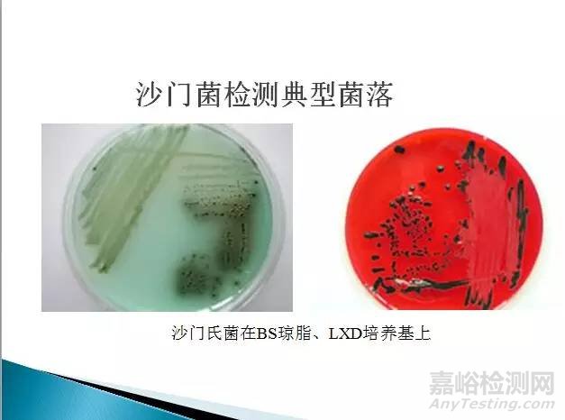 沙門氏菌檢測(cè)標(biāo)準(zhǔn)、方法及實(shí)驗(yàn)關(guān)鍵點(diǎn)