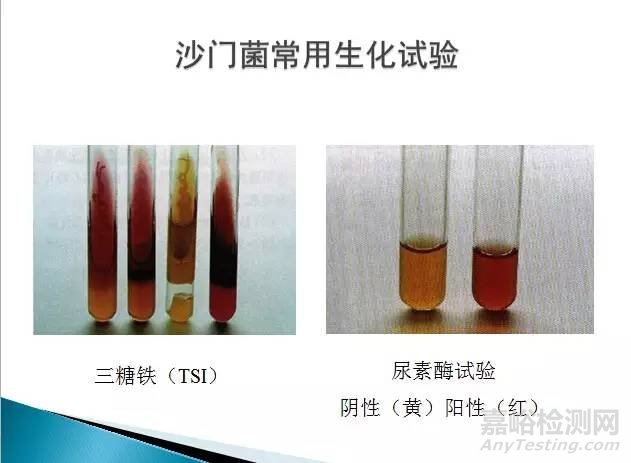 沙門氏菌檢測(cè)標(biāo)準(zhǔn)、方法及實(shí)驗(yàn)關(guān)鍵點(diǎn)