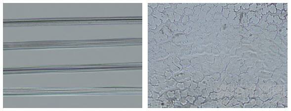 再生纖維素纖維顯微鏡鑒別方法