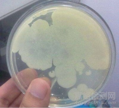 菌落總數(shù)測定新版國標GB 4789.2-2016檢測要點