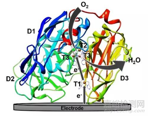 漆酶生物電化學(xué)和電催化研究取得新突破