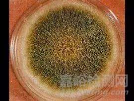 食品生產(chǎn)車間霉菌超標(biāo)處理方法