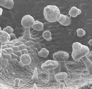 食品生產(chǎn)車間霉菌超標(biāo)處理方法