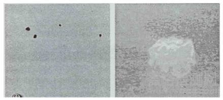 鋼中夾雜物知識(shí)