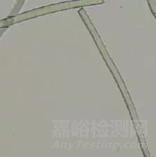 動(dòng)物纖維鑒別難點(diǎn)以及測(cè)試方法
