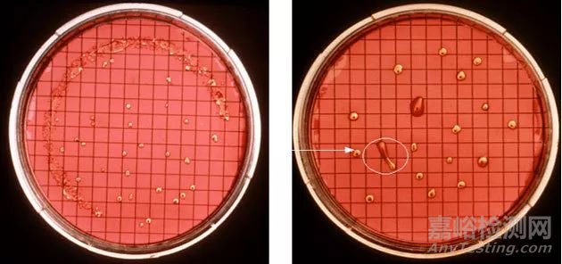 制藥用水微生物檢測中的常見問題