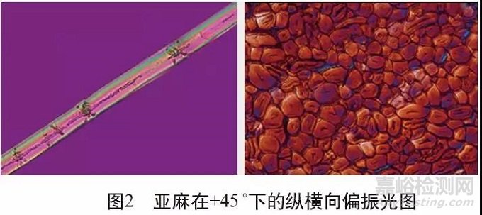 各類麻纖維在不同顯微鏡下的特征分析