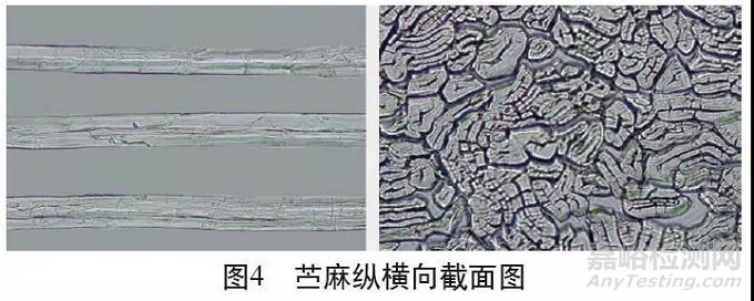 各類麻纖維在不同顯微鏡下的特征分析