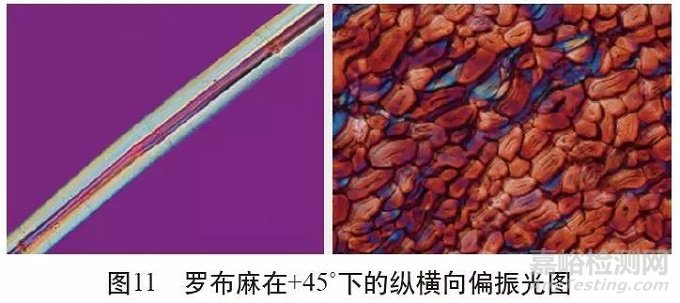 各類麻纖維在不同顯微鏡下的特征分析