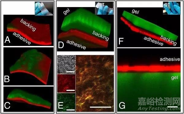 佛羅倫薩大學(xué)Proc. Nat. Acad. Sci.: 用水凝膠安全高效移除紙質(zhì)藝術(shù)品上的黏膠帶