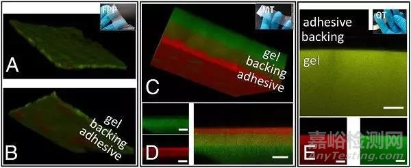 佛羅倫薩大學(xué)Proc. Nat. Acad. Sci.: 用水凝膠安全高效移除紙質(zhì)藝術(shù)品上的黏膠帶