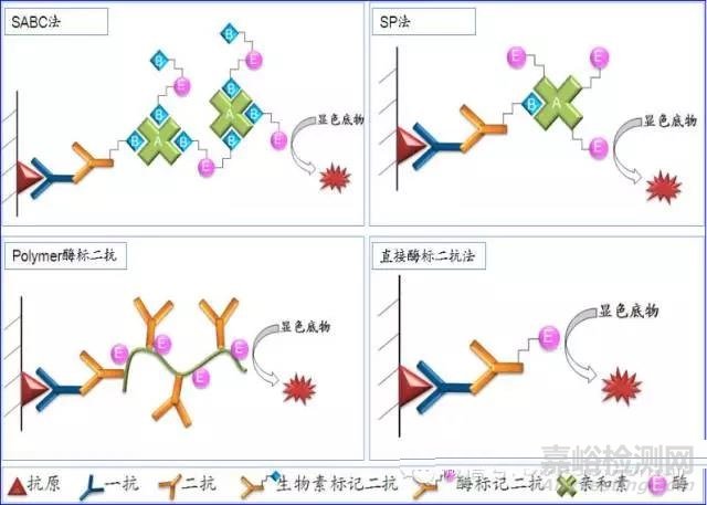 免疫組化（IHC）二抗原理及選擇