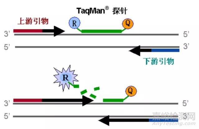 常見熒光定量PCR檢測方法比較