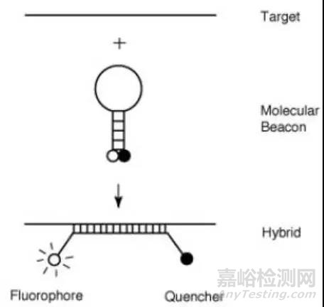 常見熒光定量PCR檢測方法比較