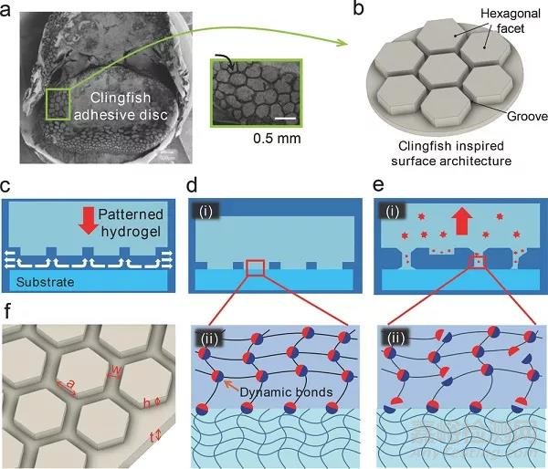 基于多重設(shè)計(jì)的水凝膠在水中具有快速、可逆及強(qiáng)粘貼的性質(zhì)