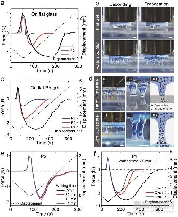 基于多重設(shè)計(jì)的水凝膠在水中具有快速、可逆及強(qiáng)粘貼的性質(zhì)