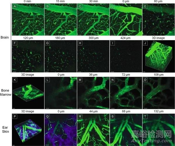 AIE材料在生物檢測與成像領(lǐng)域的發(fā)展