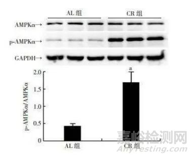蛋白質(zhì)磷酸化的檢測方法