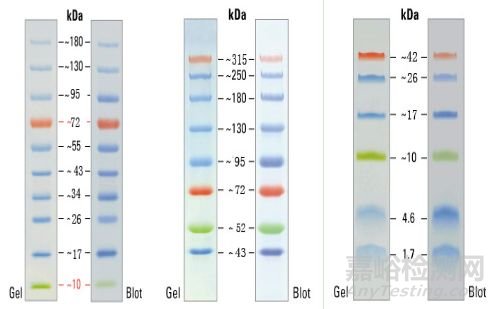 蛋白質(zhì)磷酸化的檢測方法