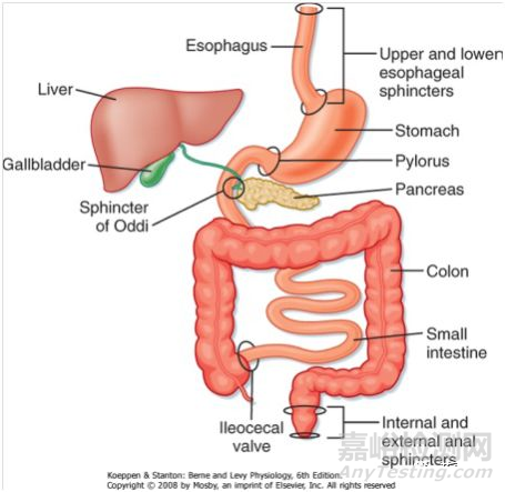 從藥物體內(nèi)吸收過程認(rèn)識制劑開發(fā)