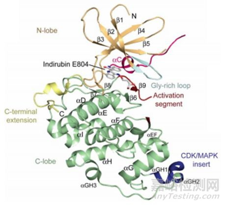 CDK16成為治療癌癥的潛力藥靶
