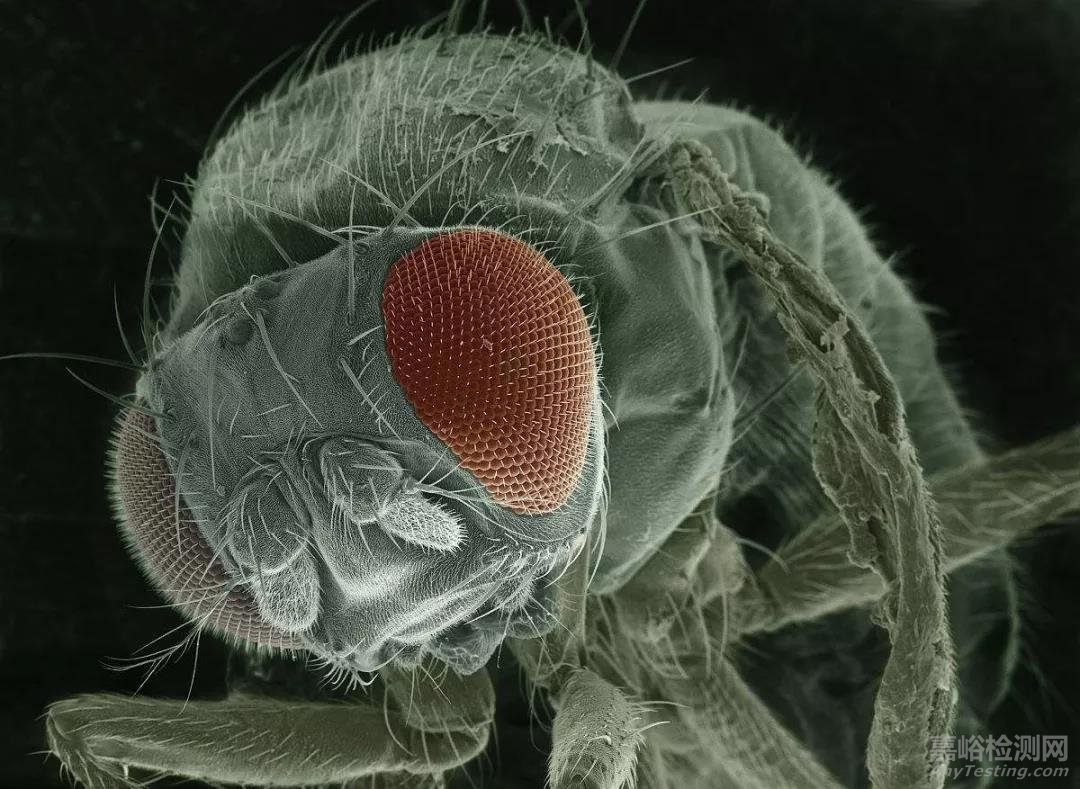 　　掃描電鏡（SEM）是介于透射電鏡和光學(xué)顯微鏡之間的一種微觀形貌觀察手段，可直接利用樣品表面材料的物質(zhì)性能進(jìn)行微觀成像。    電鏡掃描下的果蠅  　　掃描電鏡的優(yōu)點(diǎn)  　　①有較高的放大倍數(shù)，20-20萬(wàn)倍之間連續(xù)可調(diào)；  　?、谟泻艽蟮木吧?，視野大，成像富有立體感，可直接觀察各種試樣凹凸不平表面的細(xì)微結(jié)構(gòu)；  　?、墼嚇又苽浜?jiǎn)單。    電鏡掃描下的面包霉菌  　　影響掃描電鏡  　?。⊿EM）  　　的幾大要素  　　>>>>  　　分辨率  　　影響掃描電鏡的分辨本領(lǐng)的主要因素有：  　　A. 入射電子束束斑直徑：為掃描電鏡分辨本領(lǐng)的極限。一般，熱陰極電子槍的最小束斑直徑可縮小到6nm，場(chǎng)發(fā)射電子槍可使束斑直徑小于3nm。  　　B. 入射電子束在樣品中的擴(kuò)展效應(yīng)：擴(kuò)散程度取決于入射束電子能量和樣品原子序數(shù)的高低。入射束能量越高，樣品原子序數(shù)越小，則電子束作用體積越大，產(chǎn)生信號(hào)的區(qū)域隨電子束的擴(kuò)散而增大，從而降低了分辨率。  　　C. 成像方式及所用的調(diào)制信號(hào)：當(dāng)以二次電子為調(diào)制信號(hào)時(shí)，由于其能量低(小于50 eV)，平均自由程短（10~100 nm左右），只有在表層50～100 nm的深度范圍內(nèi)的二次電子才能逸出樣品表面， 發(fā)生散射次數(shù)很有限，基本未向側(cè)向擴(kuò)展，因此，二次電子像分辨率約等于束斑直徑。  　　當(dāng)以背散射電子為調(diào)制信號(hào)時(shí)，由于背散射電子能量比較高，穿透能力強(qiáng)，可從樣品中較深的區(qū)域逸出(約為有效作用深度的30％左右)。在此深度范圍，入射電子已有了相當(dāng)寬的側(cè)向擴(kuò)展，所以背散射電子像分辨率要比二次電子像低，一般在500～2000nm左右。  　　如果以吸收電子、X射線、陰極熒光、束感生電導(dǎo)或電位等作為調(diào)制信號(hào)的其他操作方式，由于信號(hào)來(lái)自整個(gè)電子束散射區(qū)域，所得掃描像的分辨率都比較低，一般在l000 nm或l0000nm以上不等。    電鏡掃描下的脂肪組織  　　>>>>  　　放大倍數(shù)  　　掃描電鏡的放大倍數(shù)可表示為M =Ac/As式中，Ac—熒光屏上圖像的邊長(zhǎng)；As—電子束在樣品上的掃描振幅。一般地，Ac 是固定的(通常為100 mm)，則可通過(guò)改變As 來(lái)改變放大倍數(shù)。  　　目前，大多數(shù)商品掃描電鏡放大倍數(shù)為20～20,000倍，介于光學(xué)顯微鏡和透射電鏡之間，即掃描電鏡彌補(bǔ)了光學(xué)顯微鏡和透射電鏡放大倍數(shù)的空擋。  　　>>>>  　　景 深  　　景深是指焦點(diǎn)前后的一個(gè)距離范圍，該范圍內(nèi)所有物點(diǎn)所成的圖像符合分辨率要求，可以成清晰的圖像；也即，景深是可以被看清的距離范圍。  　　掃描電子顯微鏡的景深比透射電子顯微鏡大10倍，比光學(xué)顯微鏡大幾百倍。由于圖像景深大，所得掃描電子像富有立體感。電子束的景深取決于臨界分辨本領(lǐng)d0和電子束入射半角αc。其中，臨界分辨本領(lǐng)與放大倍數(shù)有關(guān)，因人眼的分辨本領(lǐng)約為0.2 mm, 放大后，要使人感覺(jué)物像清晰，必須使電子束的分辨率高于臨界分辨率d0 ：電子束的入射角可通過(guò)改變光闌尺寸和工作距離來(lái)調(diào)整，用小尺寸的光闌和大的工作距離可獲得小的入射電子角。  　　>>>>  　　襯 度  　　襯度包括：表面形貌襯度和原子序數(shù)襯度。  　　表面形貌襯度由試樣表面的不平整性引起。  　　原子序數(shù)襯度指掃描電子束入射試祥時(shí)產(chǎn)生的背散射電子、吸收電子、X射線，對(duì)微區(qū)內(nèi)原子序數(shù)的差異相當(dāng)敏感。原子序數(shù)越大，圖像越亮。二次電子受原子序數(shù)的影響較小。高分子中各組分之間的平均原子序數(shù)差別不大；所以只有—些特殊的高分子多相體系才能利用這種襯度成像。