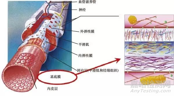 心血管醫(yī)用材料的研究現(xiàn)狀
