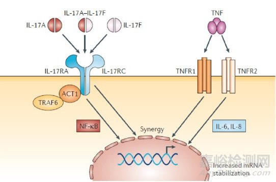 AlphaLISA方法測定抗白介素-17受體單抗生物學(xué)活性