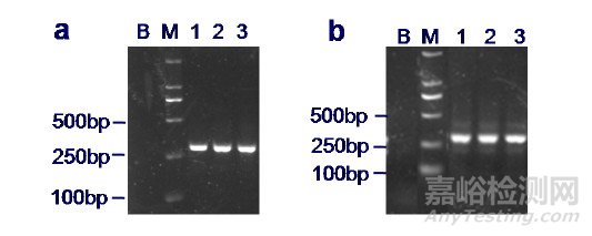 川貝母PCR-RFLP法鑒別檢驗(yàn)?zāi)芰︱?yàn)證活動(dòng)分析