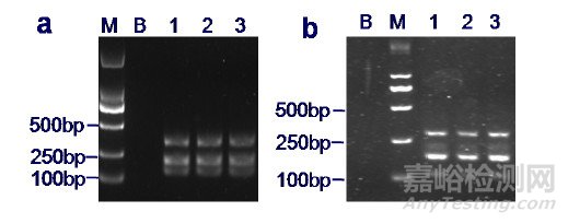 川貝母PCR-RFLP法鑒別檢驗(yàn)?zāi)芰︱?yàn)證活動(dòng)分析