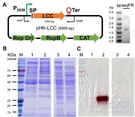中科院研發(fā)出全新的嗜熱全菌催化塑料生物降解策略