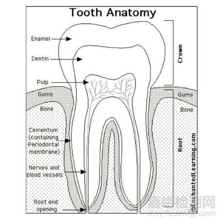 人造牙齒的材料選擇
