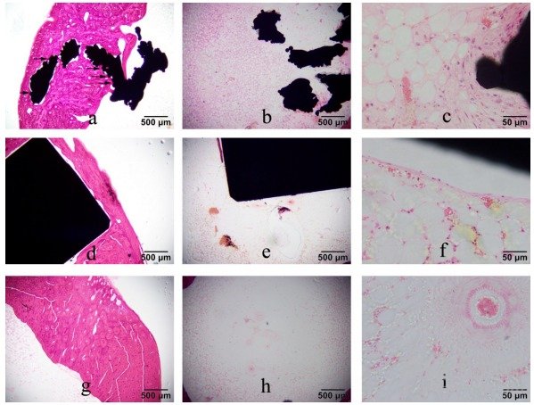 3D 打印骨小梁髖關(guān)節(jié)假體材料在體骨修復(fù)及離子析出中的應(yīng)用