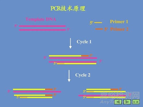 PCR的原理，基本反應(yīng)步驟及反應(yīng)條件優(yōu)化