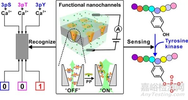 科研人員開發(fā)出檢測酪氨酸磷酸化新方法