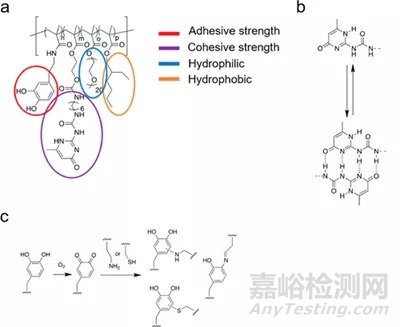 超分子交聯(lián)用于貽貝啟發(fā)的組織黏合