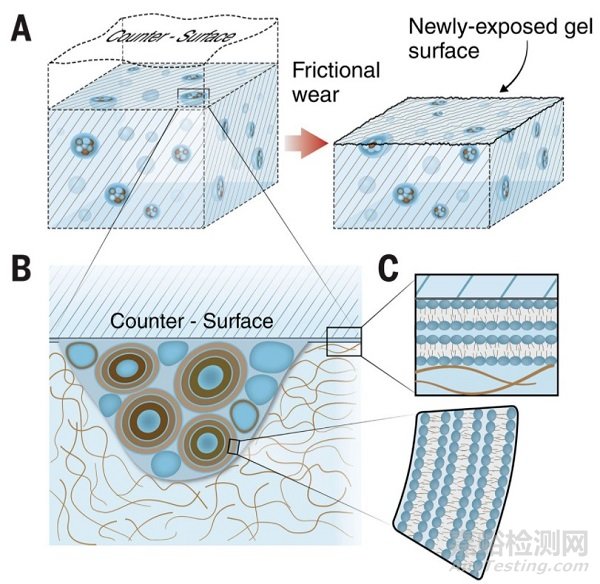 今日《Science》： 超潤滑水凝膠，摩擦降低99.3%，推動水凝膠在生物醫(yī)學(xué)中的應(yīng)用
