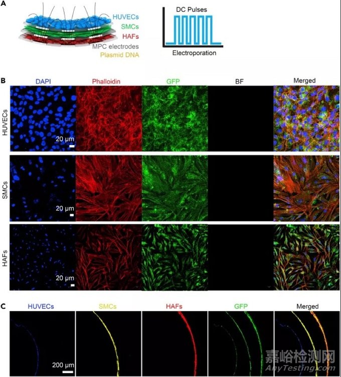 電子血管的制備流程、機械性能以及效果測試