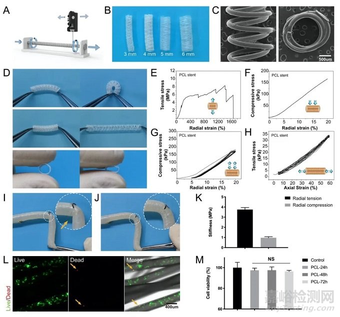 新型生物可降解血管外支架通過Hippo-YAP和mTOR信號通路調(diào)節(jié)靜脈移植物重塑