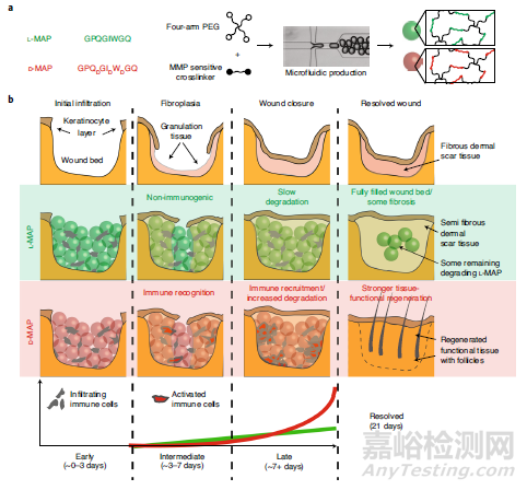 水凝膠支架可通過激活適應(yīng)性免疫反應(yīng)促進(jìn)再生傷口愈合