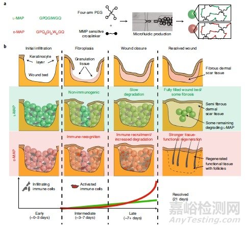 最新《自然·材料?》：水凝膠支架可通過(guò)激活適應(yīng)性免疫反應(yīng)促進(jìn)再生傷口愈合