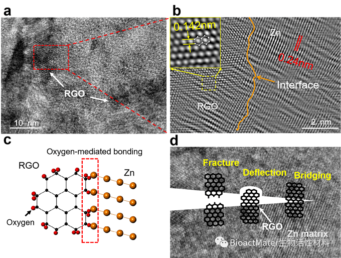 還原氧化石墨烯調(diào)控鋅支架微結(jié)構(gòu)和織構(gòu)研究