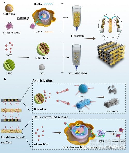 利用3D生物打印和基因工程技術制備骨修復和抗感染雙功能支架