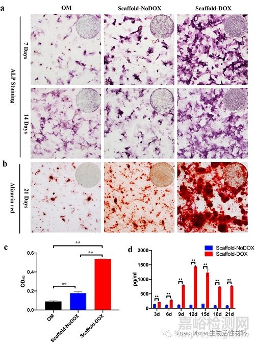 利用3D生物打印和基因工程技術制備骨修復和抗感染雙功能支架