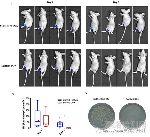 利用3D生物打印和基因工程技術制備骨修復和抗感染雙功能支架