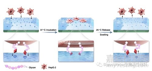 具有可逆分子識(shí)別的溫敏性唾液酸印跡水凝膠用于選擇性的腫瘤細(xì)胞捕獲與釋放