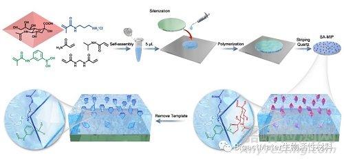 具有可逆分子識(shí)別的溫敏性唾液酸印跡水凝膠用于選擇性的腫瘤細(xì)胞捕獲與釋放